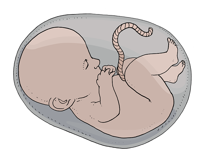 Embrio, Baby, Fötus, Foetus