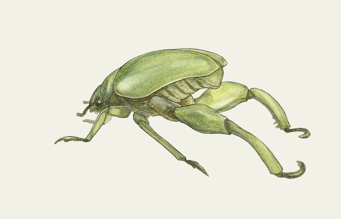 Blatthornkäfer, Käfer, Schwarz.