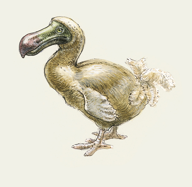 Was ist gutes Design?, Dodo, der ausgestorbene Vogel.