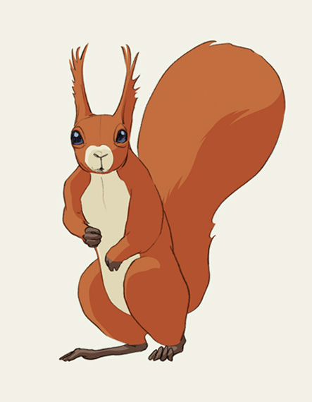 &nbsp;, Eichhörnchen