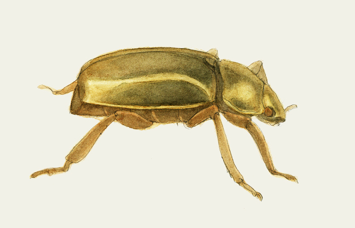 Goldkäfer, Gold, Käfer, Insekten.