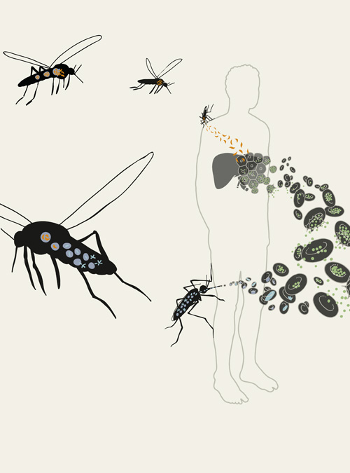 Malaria