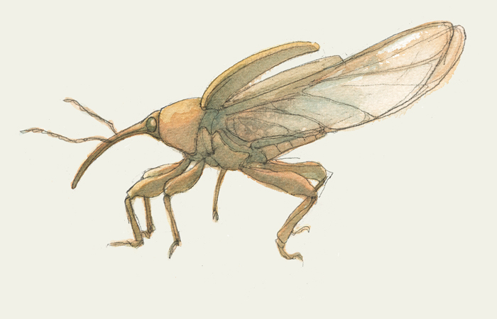 Haselnussbohrer, Rüsselkäfer, Nuss, Haselnuss, Insekt.