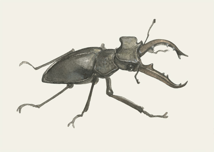 Hirschkäfer, Hirschkäfer