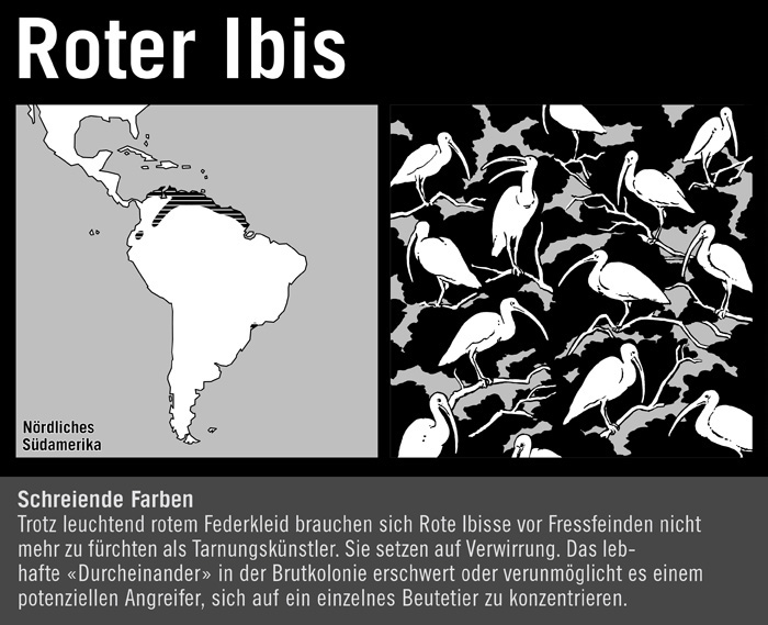 Roter Ibis