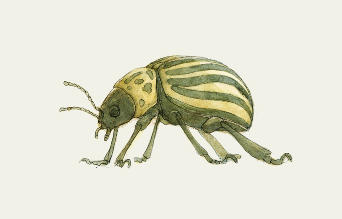 Kartoffelkäfer, Kartoffel, Insekt, Schädling, Kartoffelkäfer