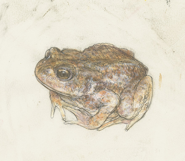 Kröti-Moety, Kröte