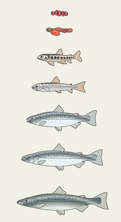 Die Entwicklungsstadien des Lachses, Verschiedene Entwicklungsstadien des Laches