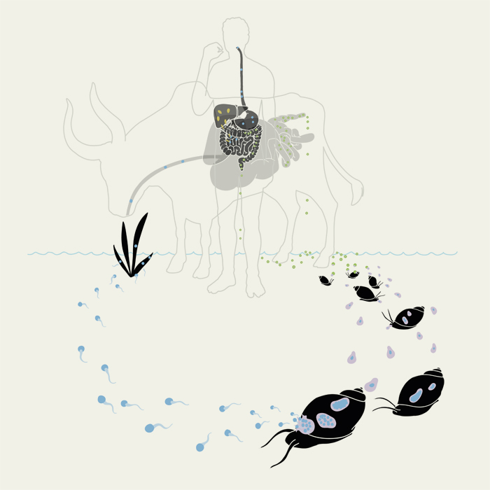 Leberegel, Grafik über den Lebenszyklus des Leberegels.