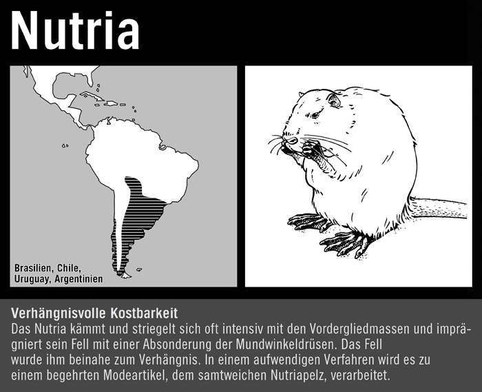 Nutria