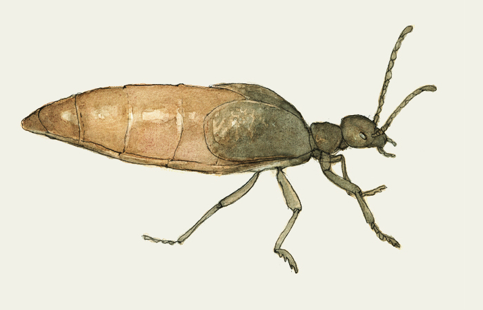 Ölkäfer, Oel, Öl, Insekt, Käfer.