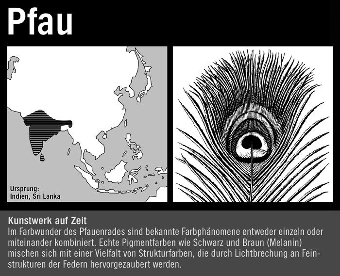 Pfau, Pfau
