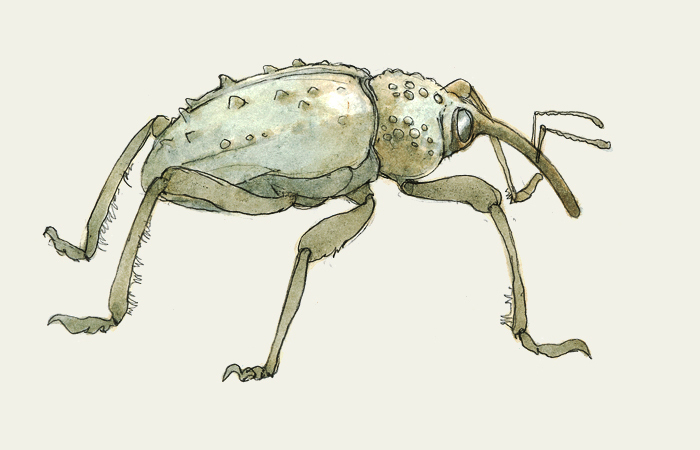 Rüsselkäfer, Rüssel, Insekt, Käfer.