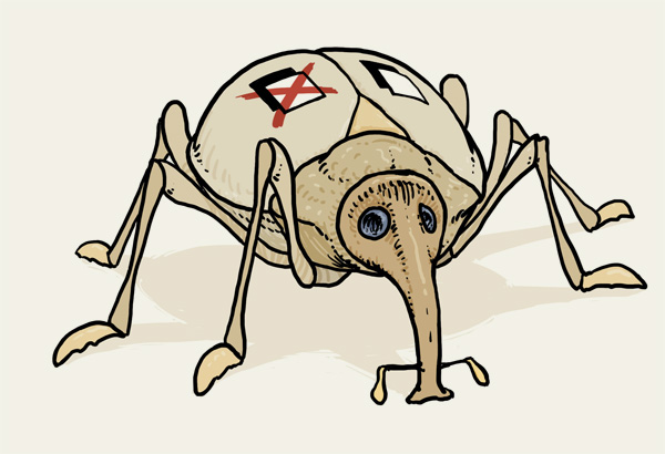 Rüsselkäfer, Insekt.