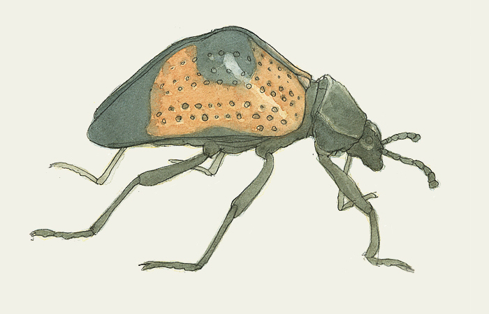 Schwarzkäfer, Schwarz, Käfer, Rot.