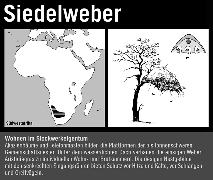 Siedelweber
