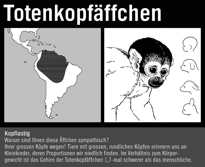 Totenkopfäffchen I
