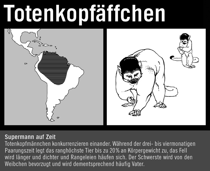 Totenkopfäffchen II