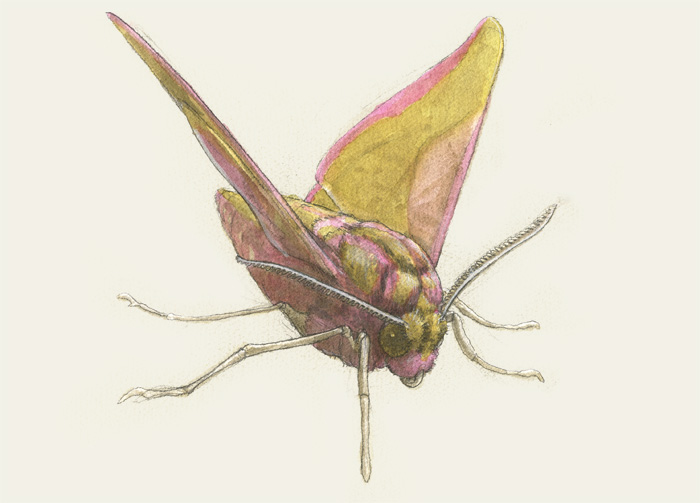 Mittlerer Weinschwärmer, Mittlerer Weinschwärmer